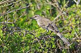 Bahama Mockingbird